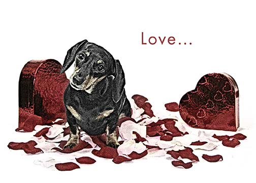 Dachshund Love Greeting Card
