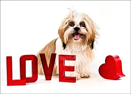 Valentine's Cards from TylerDog Cards