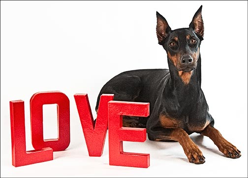 Valentine's cards at TylerDog Cards
