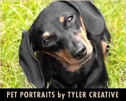 Pet Portraits by Sherry Stinson